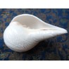 Blowing Conch (ca. 16 cm) Shankh Blas Muschelhorn